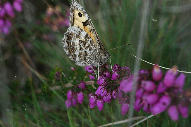 09 08 12_3911_edited-1.jpg - GRAYLING BUTTERFLY ON BELL HEATHER - UPTON HEATH, DORSET - 9.8.12